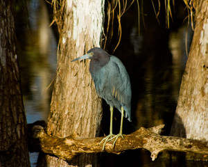 little blue heron in the everglades