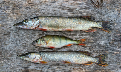 Freshwater fish
