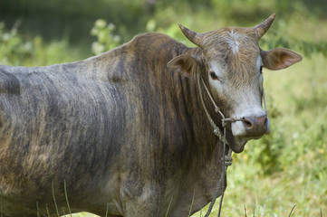 Young bull with a green background