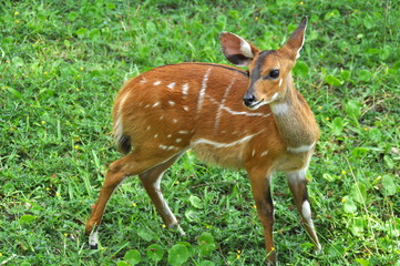 Antilope