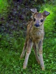 Fototapeta premium Bambi
