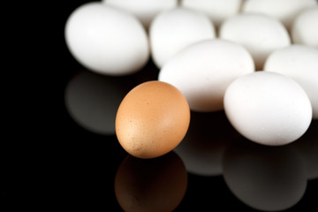 One brown egg and some white chicken eggs on reflecting black ba
