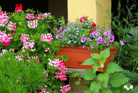 Geranie - Geranium 05