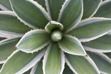 flora