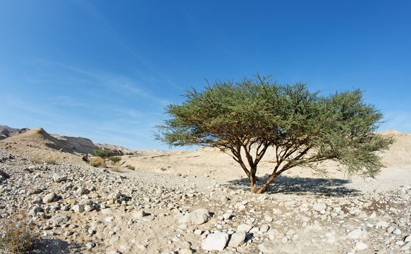Acacia tree in the desert near Dead Sea, Israel