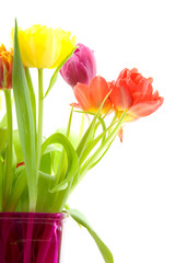 Dutch tulpis in closeup over white background
