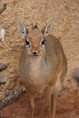 Kirk's Dik-dik