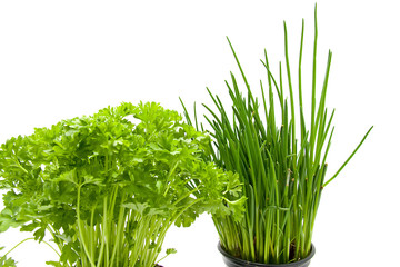 Fresh parsley and chives over white background