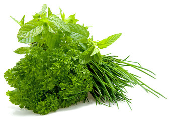 Plants of fresh herbs over white background
