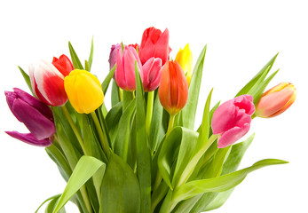 Bouquet of Dutch tulips over white background