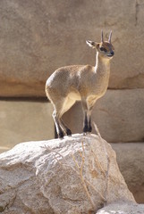 Klipspringer