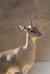 Klipspringer