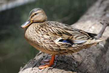 Duck at the zoo.