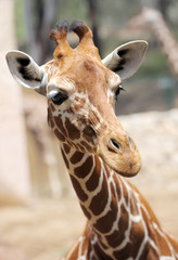 Giraffe.