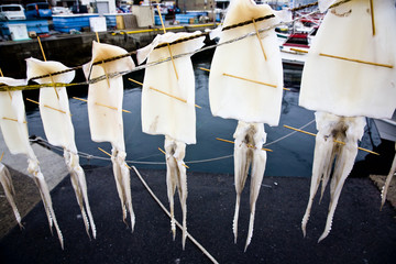 Squid drying hanged in a port in Japan