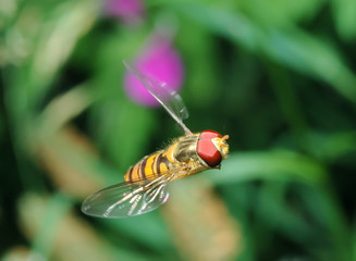 Flying fly