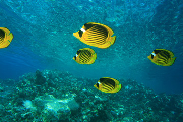 Red Sea Raccoon Butterflyfishes (Chaetodon fasciatus)