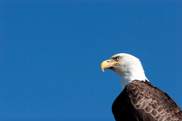 Bald eagle