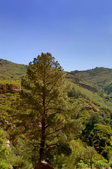Fototapeta na wymiar Pine tree by the mountain