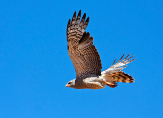 Southern Pale Chanting Goshawk