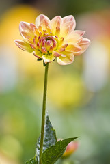 Fototapeta premium Orange/Yellow Flower