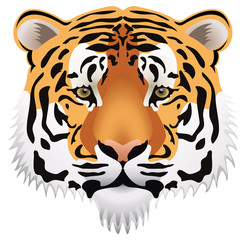 vector tiger head