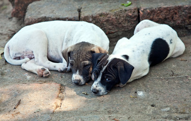 baby dogs in temple area Wat Phra Si Sanphet, Ajutthaya