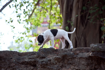 baby dogs in temple area Wat Phra Si Sanphet,Ajutthaya