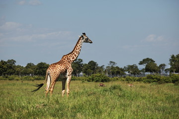 Girafe