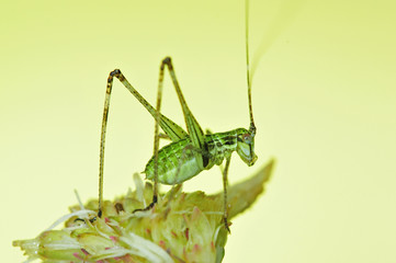 katydid and flower in the parks
