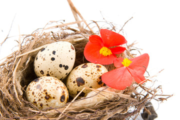 Obraz premium Bird's nest