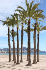 palmeras en la playa