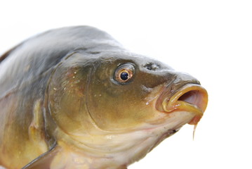 Zuchtkarpfen (Cyprinus carprio)