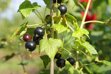 Branch of a bush of a black currants