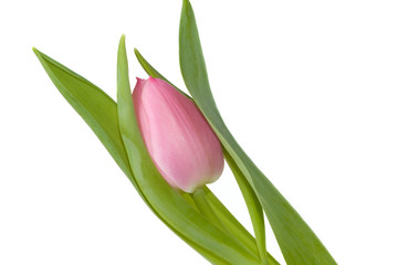 Pink Tulip