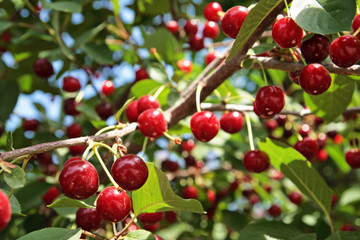 Red berries of a cherry on a branch