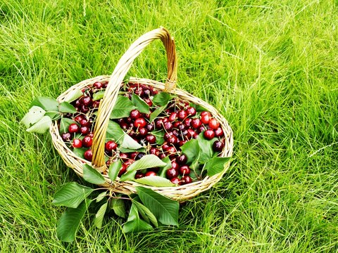 cherries