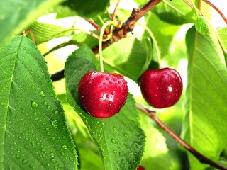 cherries in sunlight
