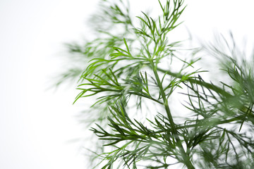 bouquet de aneth vert bio