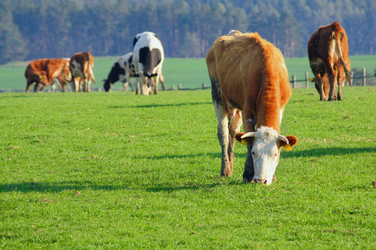 cows on pasture