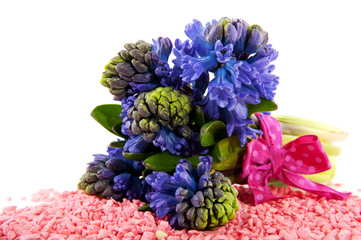 Obraz premium Blue Hyacinths