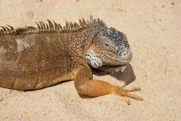 Portrait of a Iguana on a sandy background