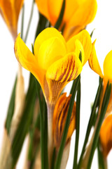 Fototapeta premium Yellow botany Crocus