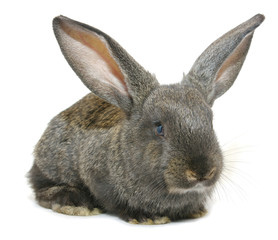 Fototapeta premium rabbit