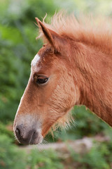 foal 4978