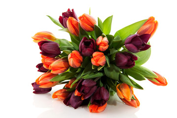 Tulips in spring