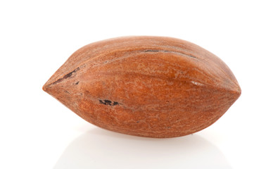 pecan nut