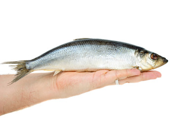 Salted herring lie in hand