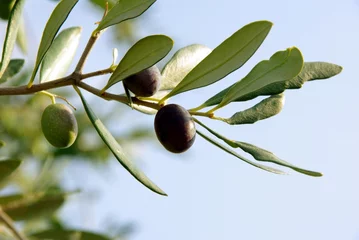 Zelfklevend Fotobehang Olijfboom Green and black olives on branch