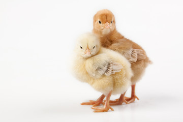 Obraz premium Young Chicks isolated